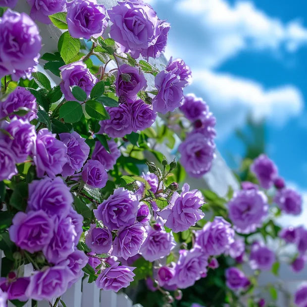 Elegant Climbing Rose Flower Seeds